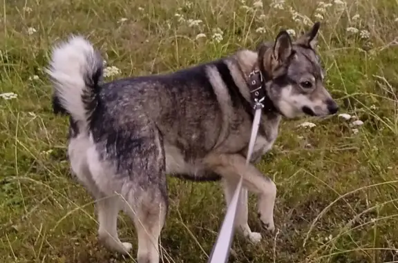 Собаки потеряшки, , фото: Потеряшка собака на ул. 40 лет Октября, 42