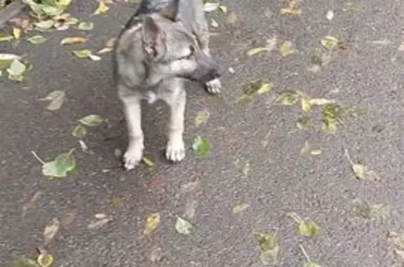 Найдена собака, Иркутск, фото: Щенок найден на Радищева 5/1, Иркутск