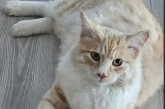 Кошки потеряшки, , фото: Потеряшка кошка, ул. Матросова, 19
