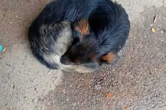 Найдена собака, Чита, фото: Собака найдена на пр. Фадеева, Чита