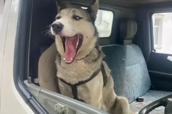 Найдена собака, Хабаровск, фото: Собака найдена на Воронежской, 19, Хабаровск
