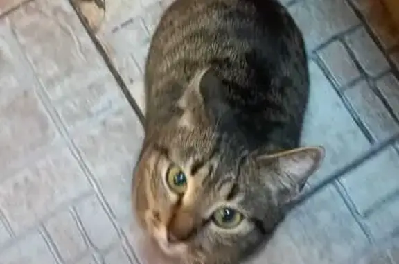 Кошка найдена: Новобульварная 96, Чита