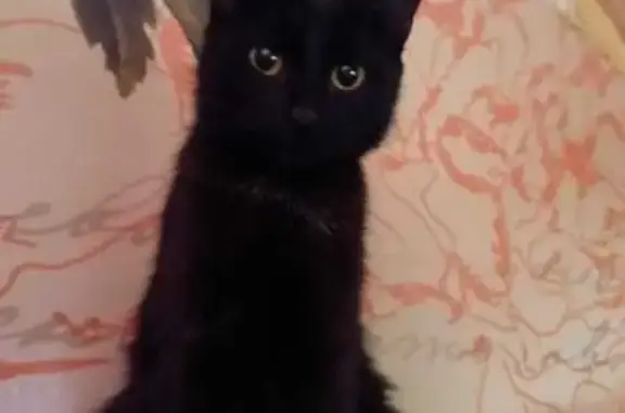 Кошки потеряшки, Новокузнецк, фото: Потеряшка кошка на Ленинградской улице