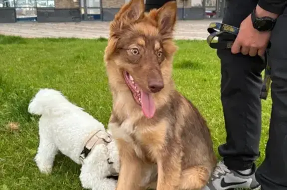 Найдена собака, ул. Подзолкова, Красноярск