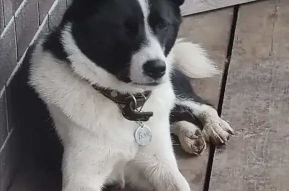 Собаки потеряшки, Куда, фото: Потеряшка собака на Оренбургской улице