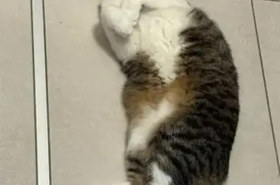 Кошки потеряшки, Чебоксары, фото: Потеряшка кошка, ул. Ильенко, Чебоксары