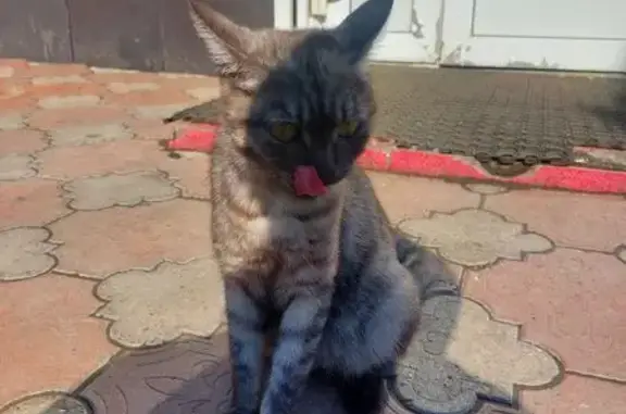 Найдена кошка, Красноярск, фото: Кошка у магазина на Красрабе, Красноярск