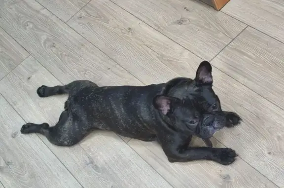 Найдена собака, Уфа, фото: Собака найдена, ул. Ферина, 2, Уфа