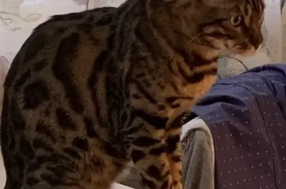 Пропал бенгальский кот, ул. Пушкина, 52