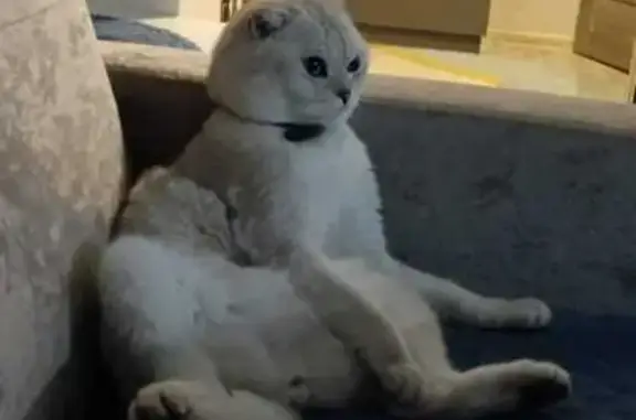 Пропала кошка, ул. Ленина 71/2, Железногорск