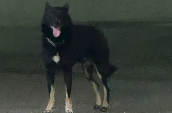 Собака найдена: ул. Д. Ульянова, 3, Тула