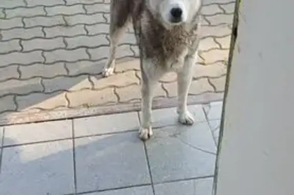 Собака найдена: Окружное ш., Липецк