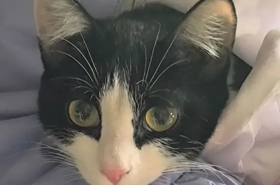 Кошки потеряшки, Тюмень, фото: Потеряшка кошка, Новосибирская 129, Тюмень