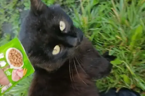 Кошка найдена у Магнит, Паровозный 36