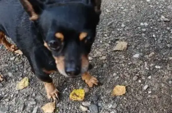 Найдена собака, Верхотомское, фото: Собака найдена: Верхотомское, Моск. ул.