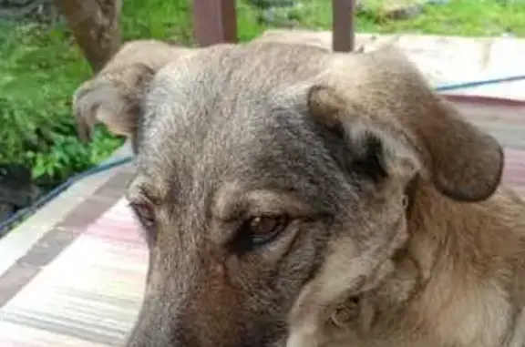 Пропала собака, ул. Герцена 32, Кинешма