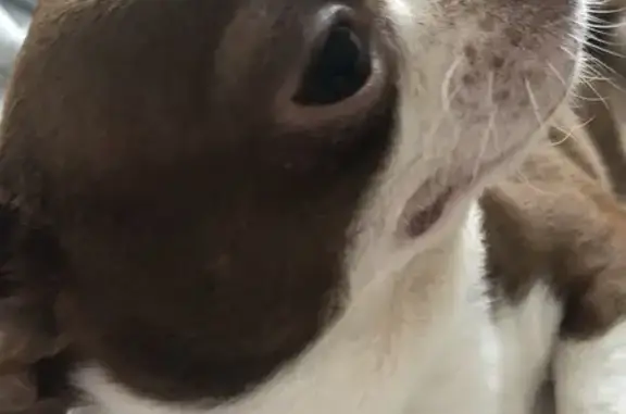 Собаки потеряшки, Саратов, фото: Потеряшка собака, Высокая ул. 6/7, Саратов