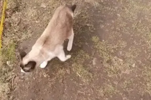 Кошки потеряшки, Нижний Новгород, фото: Потеряшка кошка, Орловские Торфопредприятия, 7А