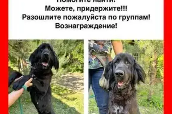 Пропала собака Арья, Нижегородская обл.