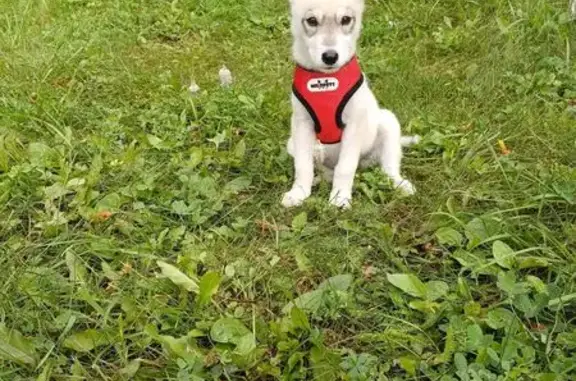 Найдена собака, Таймырская 70, Тюмень