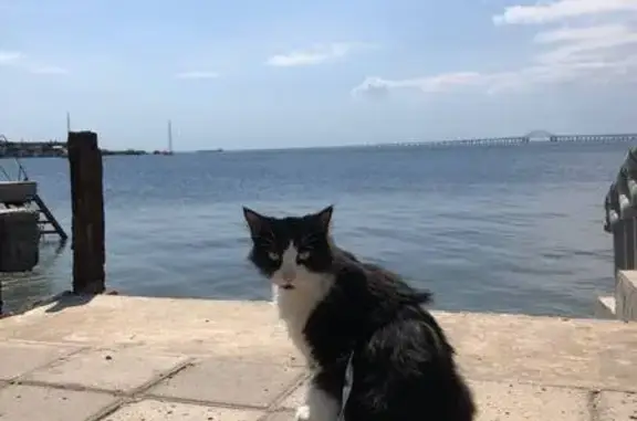 Потерянные животные , фото: Пропала кошка в Керчи, Крым