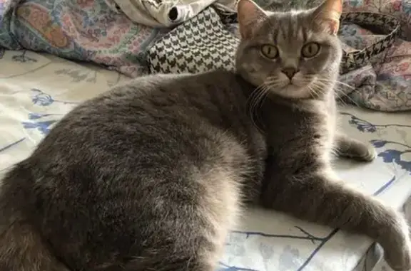 Кошки потеряшки, Орск, фото: Потеряшка кошка на Новосибирской 36А, Орск