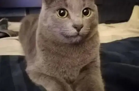 Кошки потеряшки, Гатчина, фото: Потеряшка кошка на ул. Коли Подрядчикова, 11