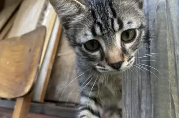 Котёнок найден на ул. Подлипаева, Кострома