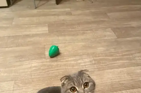 Серая кошка найдена: Кольцевая 198, Уфа