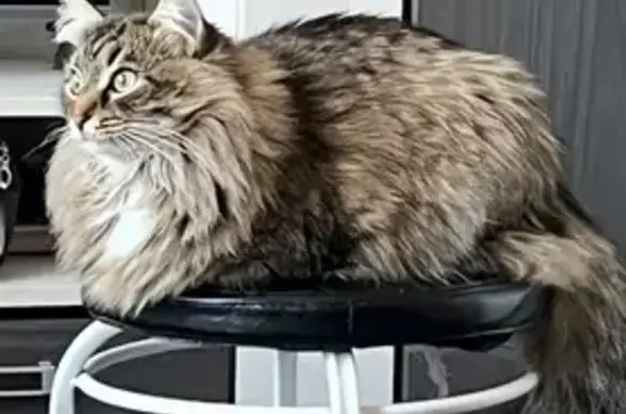 Объявления о пропавших и найденных животных, Заволжье (Нижегородская - Горьковская), фото: Пропала кошка, Привокзальная ул., 2, Заволжье