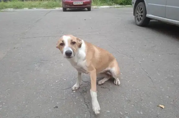 Найдена собака, Липецк, фото: Собака найдена на Богатырская 1, Липецк