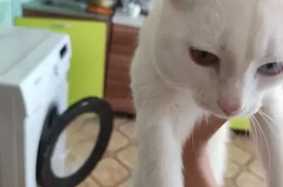 Пропала кошка, ул. Краснофлотская, Кувандык