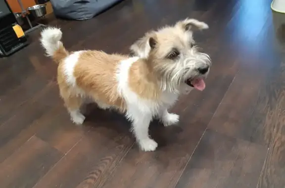 Собаки потеряшки, Новосибирская область, фото: Потеряшка собака, Новосибирск