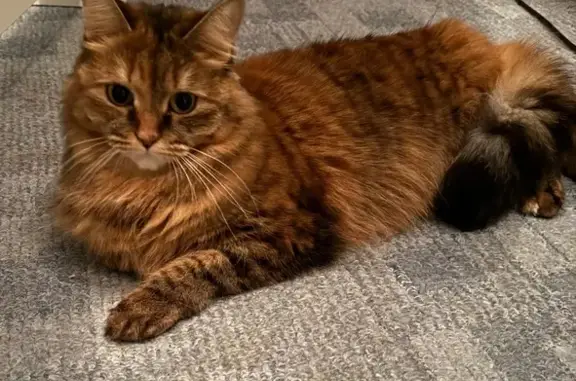 Кошки потеряшки, Екатеринбург, фото: Потеряшка кошка, 2-я Меридиональная, Екб