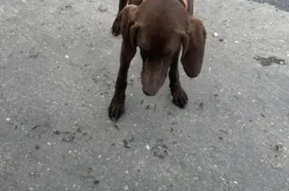 Найдена собака, Нижегородская область, фото: Собака найдена: Нижегородская область