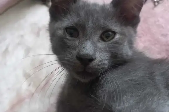 Найдена кошка, , фото: Кошка найдена у Покровской церкви, Калинина 74