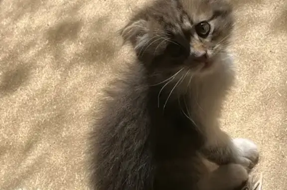 Кошки потеряшки, , фото: Потеряшка кошка, ул. Купца Первова, Лаптево