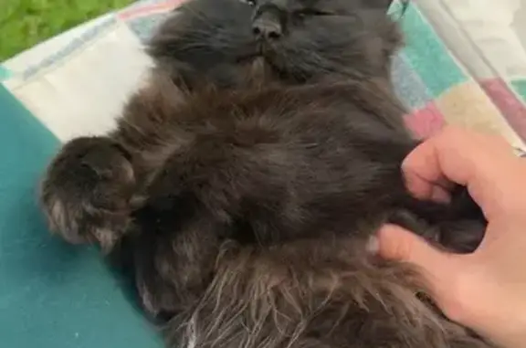 Пропал кот Багги, село Васильевское, Хотьково