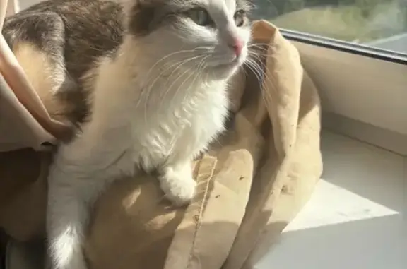 Пропала кошка Эрика, Ухта, пр. Космонавтов 7А