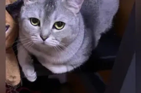 Кошки потеряшки, Уфа, фото: Потеряшка кошка, Ферина 19/1, Уфа