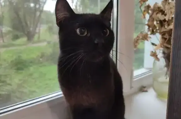 Кошка найдена на Кингисеппа 1, Луга