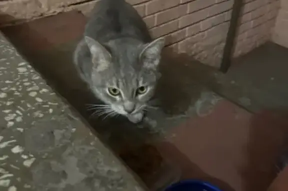 Кошка найдена: ул. Мате Залка, 18, Чебоксары