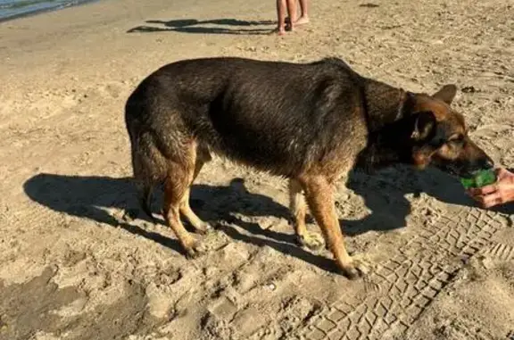 Найдена собака, Анапа, фото: Овчарка найдена у отеля 