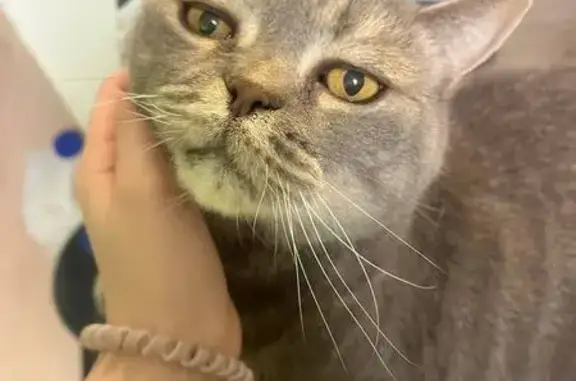 Кошки потеряшки, Екатеринбург, фото: Потеряшка кошка, ул. Валимхаматова, Екб