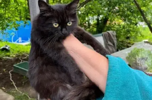 Потерянные животные Пермь, фото: Пропала кошка, ул. Крупской, 86, Пермь