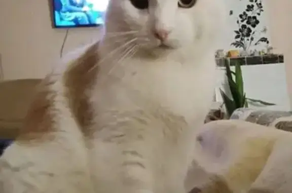 Пропала кошка, Могилёв, Казимировка