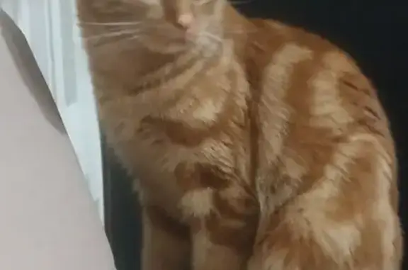 Кошки потеряшки, Новосибирск, фото: Потеряшка кошка на ул. Марии Ульяновой