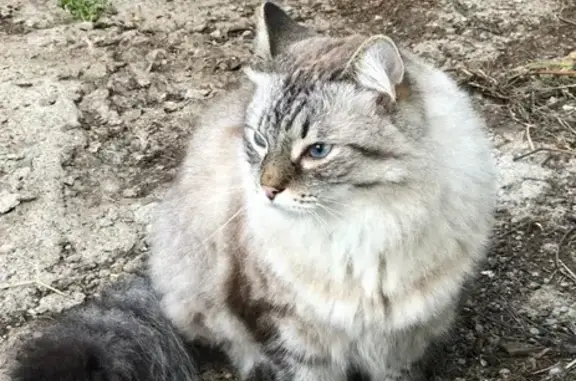 Пропал кот Маркиз, район Строитель 6