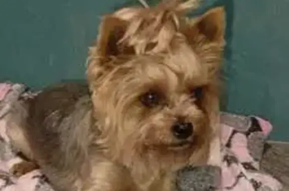 Собака найдена: Магистральный пр., 22Г