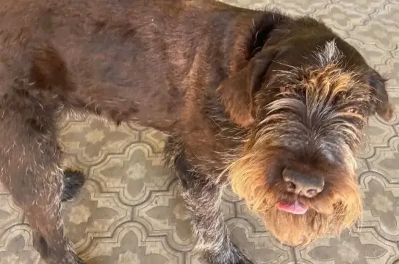 Собаки потеряшки, Дубовое, фото: Потеряшка собака на Широкой улице, Дубовое